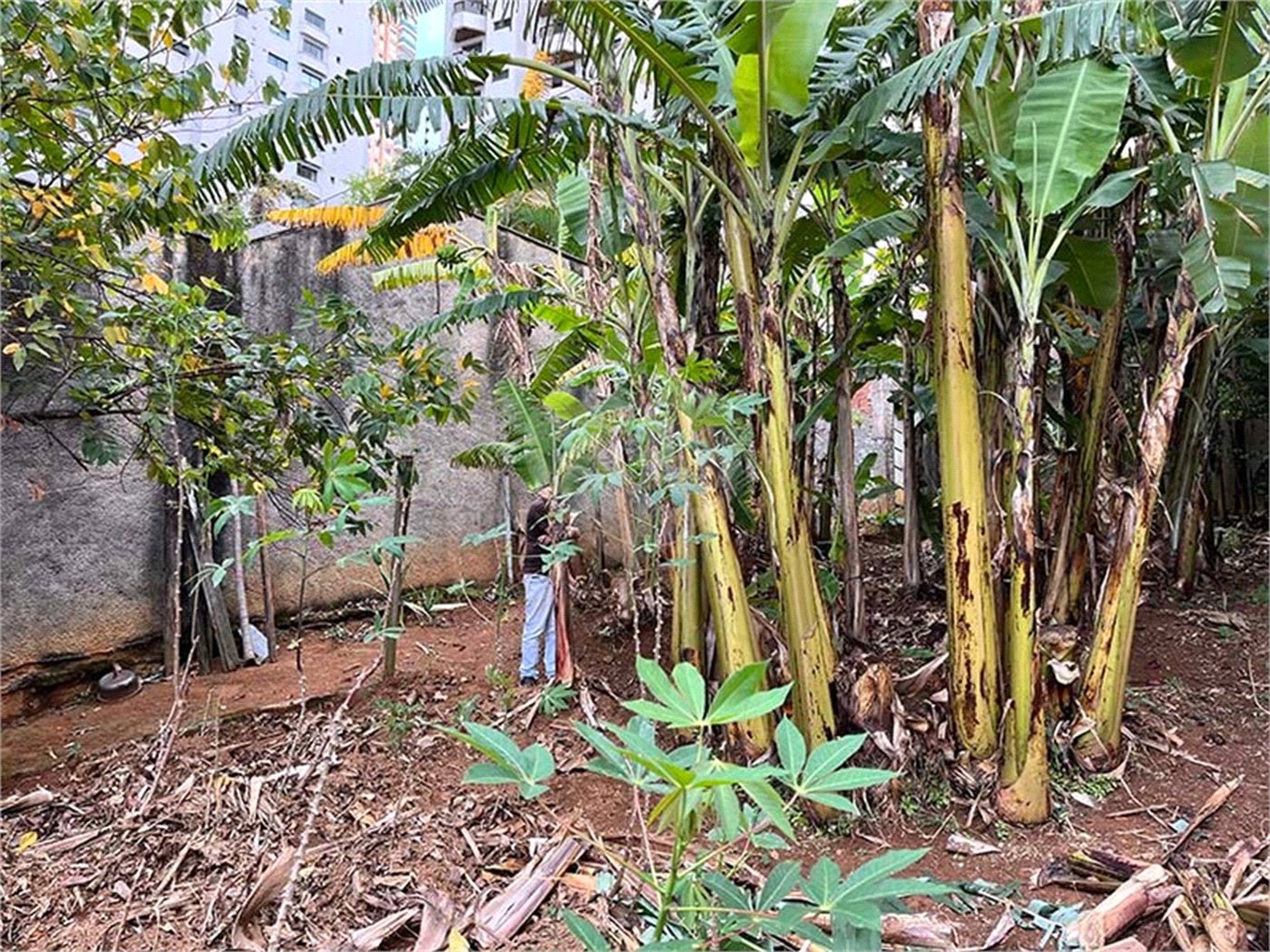 Terreno à venda em Santana, São Paulo, SP