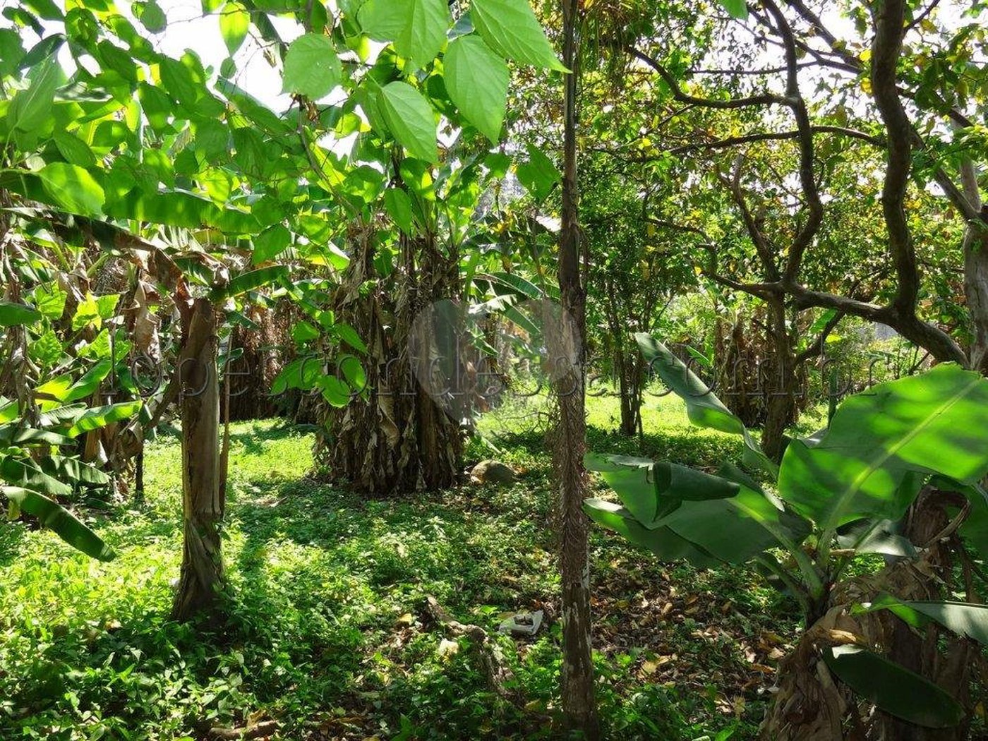 Terreno à venda em Horto Florestal, São Paulo, SP