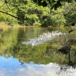 Terreno à venda com 1 quarto no condomínio Ecovile Araçariguama, Araçariguama - SP