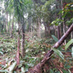 Terreno à venda em Serra da Cantareira, Mairiporã, SP