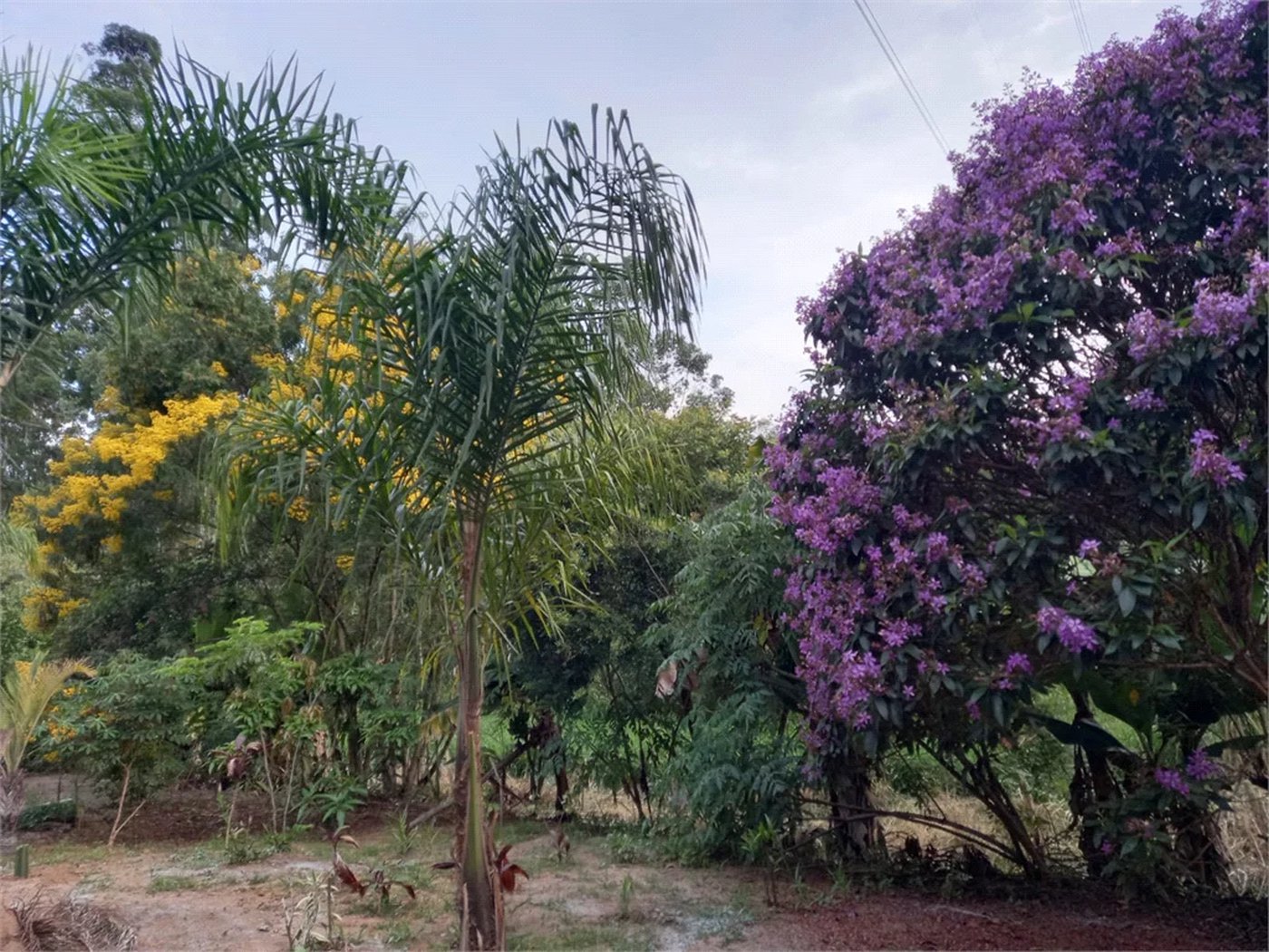 Sítio à venda com 3 quartos em Vila Darcy Penteado (mailasqui), São Roque, SP