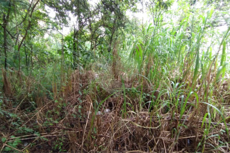 Terreno à venda em Vila Suzana, São Paulo, SP
