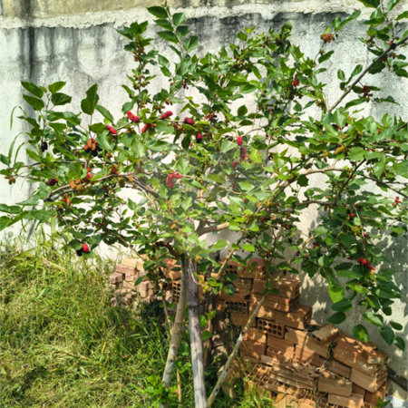 Terreno à venda em Campo Grande, Rio de Janeiro, RJ