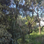 Terreno à venda em Jardim Paulista, Atibaia, SP