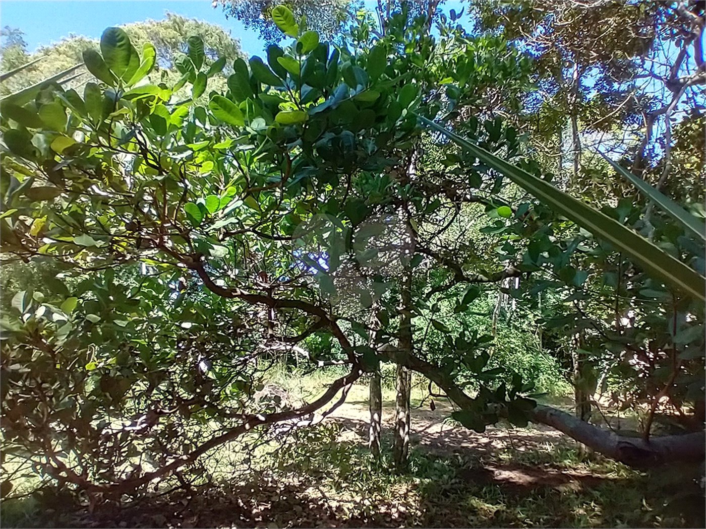 Casa à venda com 1 quarto em Vila Verde, Armação dos Búzios, RJ