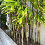 Apartamento Residencial à venda, Enseada, Guarujá - AP0868.
