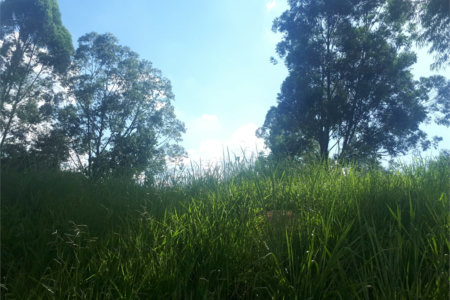 Terreno à venda em Vale Verde, Valinhos, SP