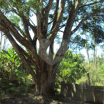 Chácara à venda com 1 quarto em Cruz das Almas, Biritiba-mirim, SP