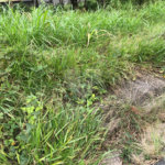 Terreno à venda em Serra da Cantareira, Mairiporã, SP