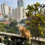 Apartamento à venda com 4 quartos, sendo 2 suítes,  em Água Fria, São Paulo, SP