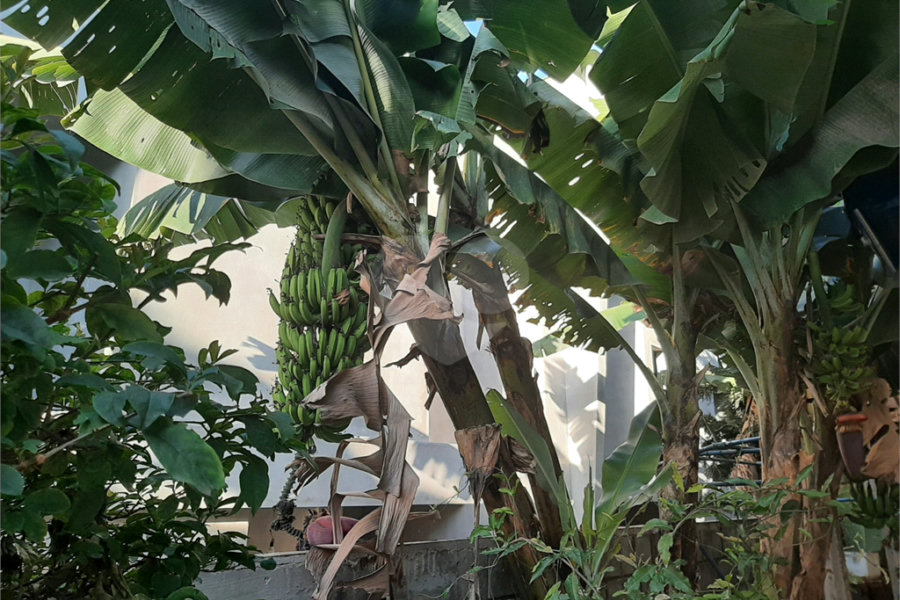 Casa Térrea à venda com 3 quartos em Horto Florestal, São Paulo, SP