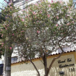 Apartamento à venda com 2 quartos em Tucuruvi, São Paulo, SP