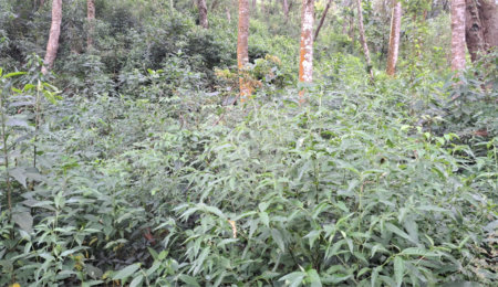 Terreno à venda em Serra da Cantareira, Mairiporã, SP