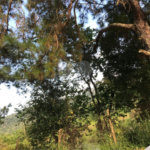 Terreno à venda em Serra da Cantareira, Mairiporã, SP