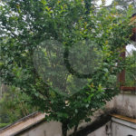 Casa à venda com 4 suítes no condomínio Jardim da Montanha I, Mairiporã - SP