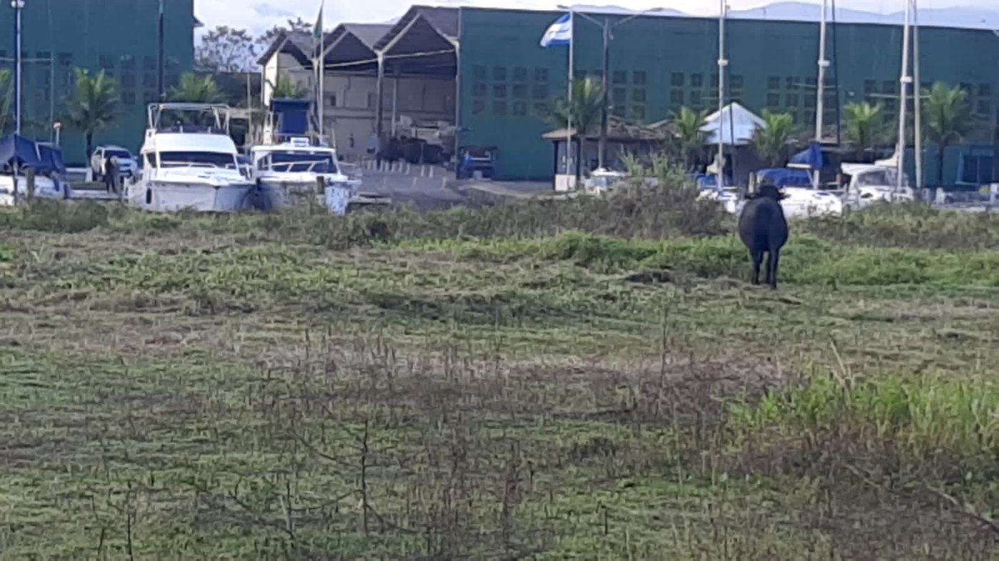 Terreno à venda, 10000 m² por R$ 8.500.000,00 - Cing - Guarujá/SP