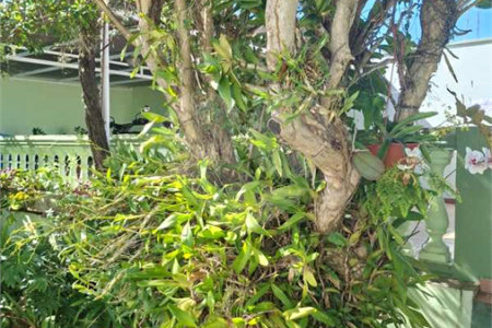 Casa Térrea à venda ou para alugar com 3 quartos, sendo 1 suíte, em Vila Sfeir, Indaiatuba, SP