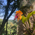 Casa à venda com 8 quartos, sendo 2 suítes, em Serra da Cantareira, Mairiporã, SP