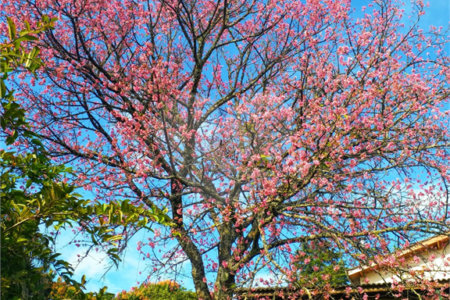 Chácara à venda com 4 quartos em Jardim Arujá, Arujá, SP