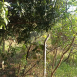 Terreno à venda em Bosque dos Eucalíptos, Atibaia, SP