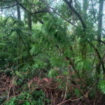 Terreno à venda em Recanto do Jataí, Sorocaba, SP