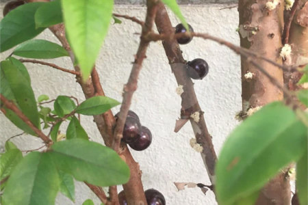 Sobrado à venda com 4 quartos, sendo 1 suíte, em Jardim Novo Mundo, São Paulo, SP