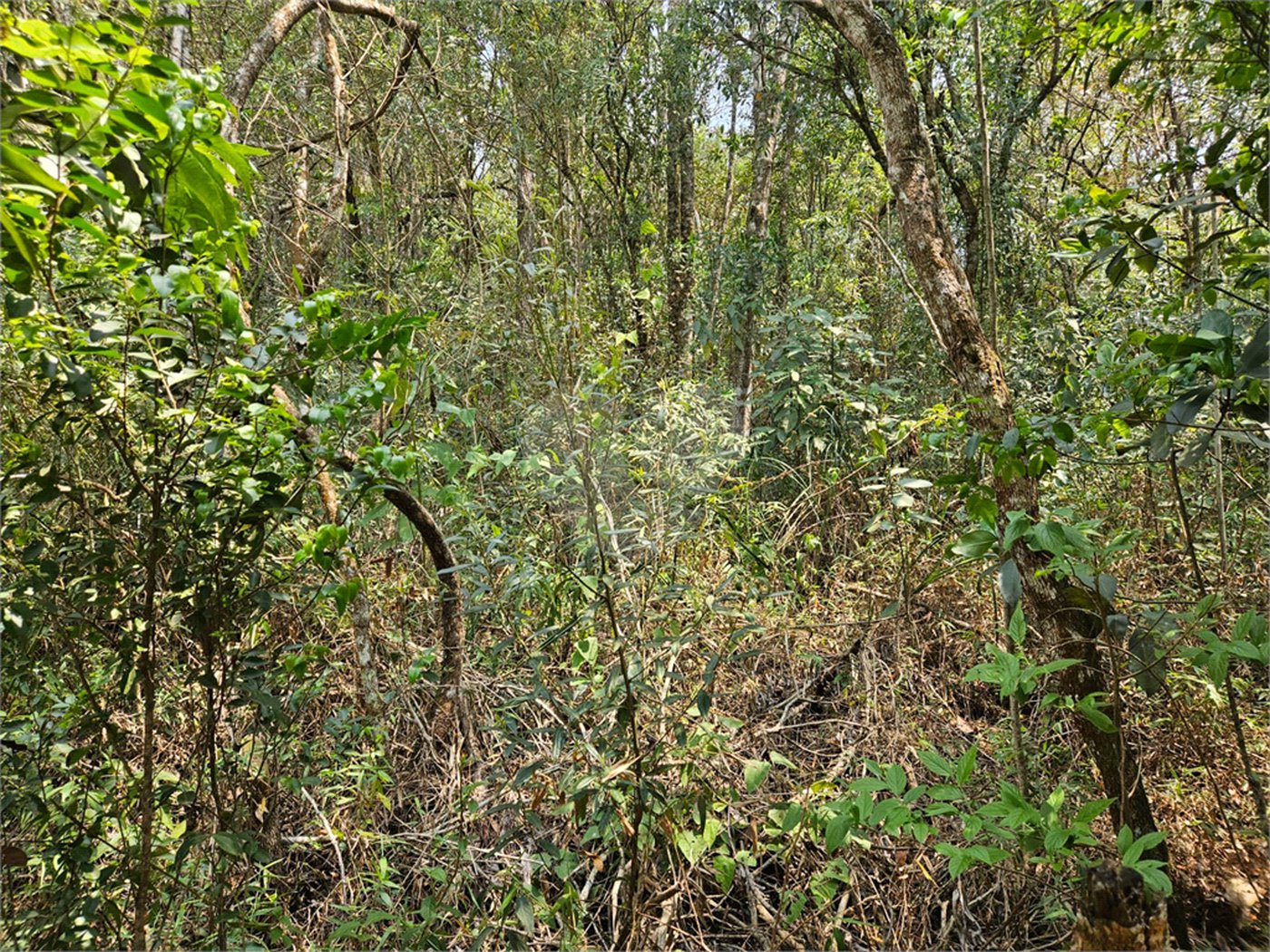 Terreno à venda em Curral, Ibiúna, SP