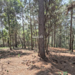 Condomínio de Chácaras Fazenda Elisa – Atibaia