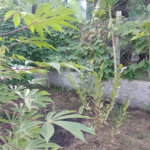 Chácara à venda com 5 quartos, sendo 1 suíte, em Jardim Marabá, Itapetininga, SP