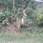 Terreno à venda em Serra da Cantareira, Mairiporã, SP