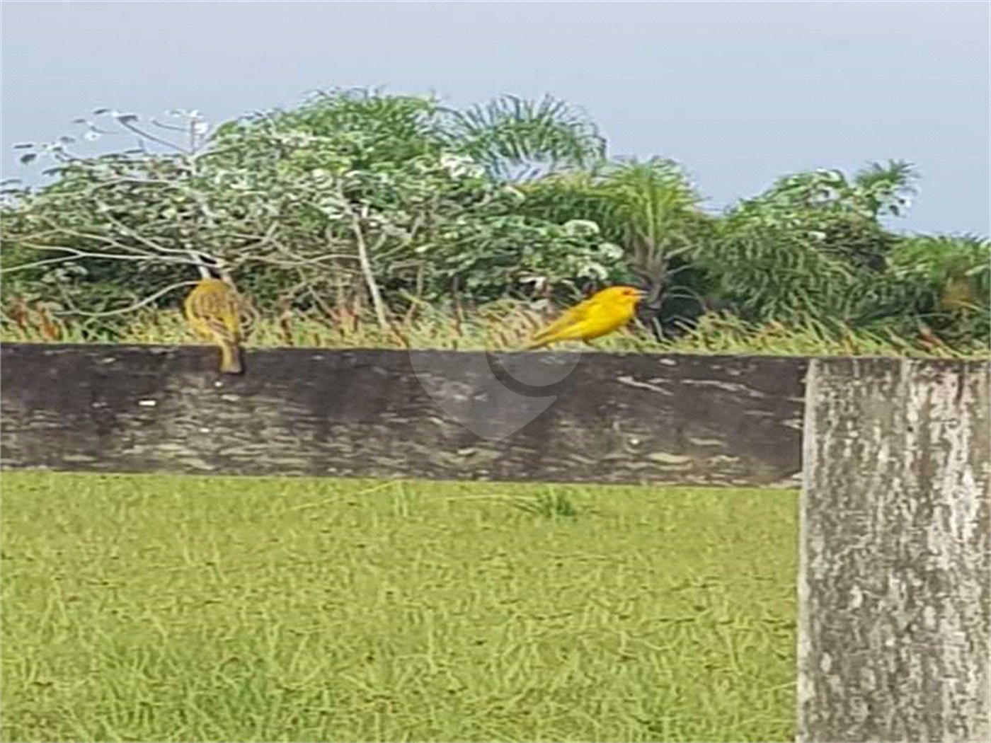 Casa à venda com 5 quartos, sendo 3 suítes, no condomínio Residencial Vale das Laranjeiras, Indaiatuba - SP