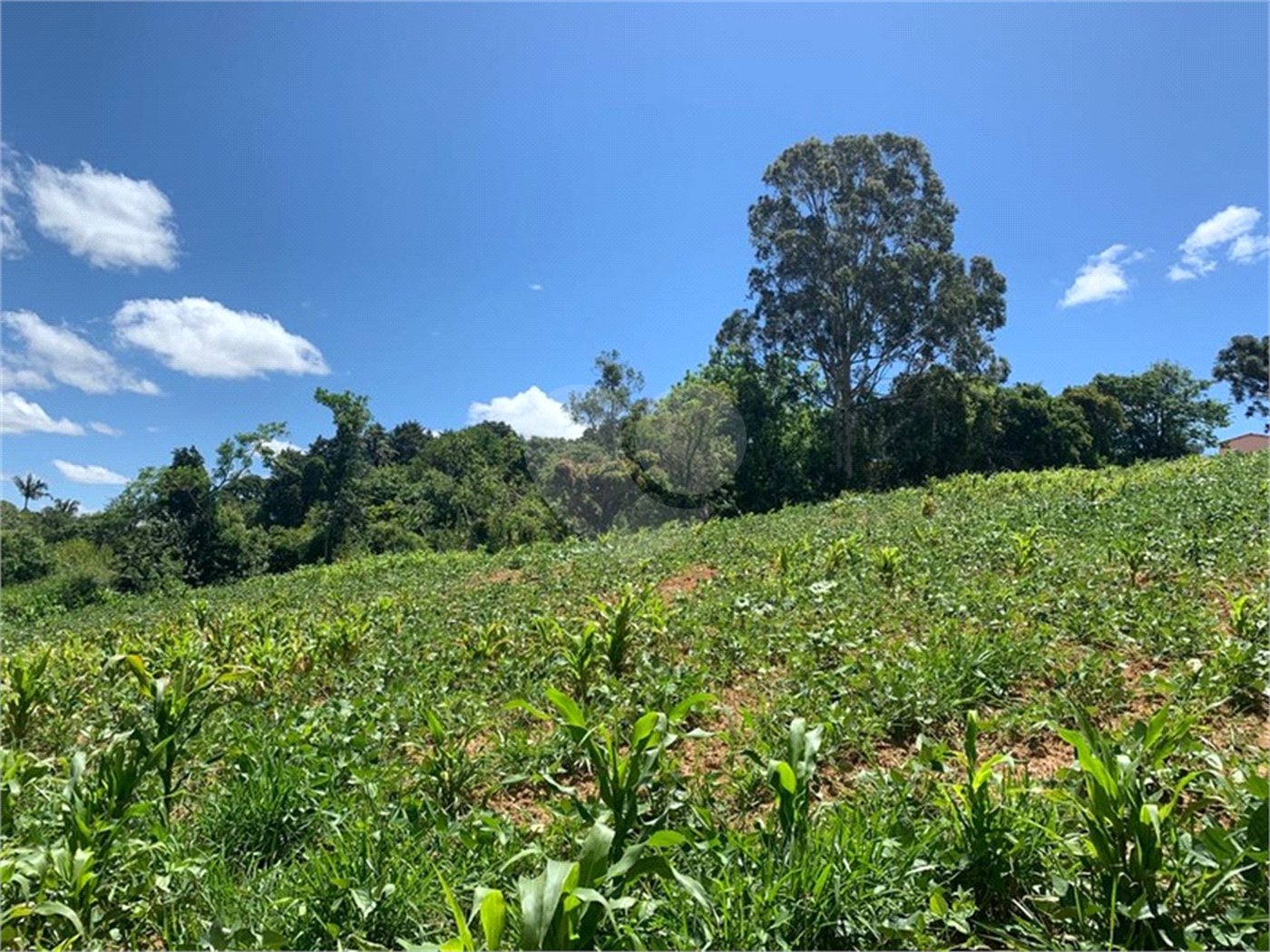 Área de Terra à venda em Cristóvão, Araçoiaba da Serra, SP