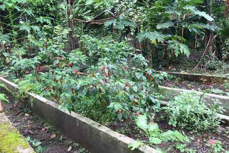 Sítio à venda com 5 quartos, sendo 2 suítes,  em Parque Recreio Dom Pedro Ii (guia de Pacobaíba), Magé, RJ