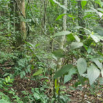 Terreno à venda em Caraguatá, Mairiporã, SP