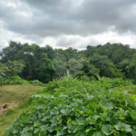 Terreno à venda em Parque dos Cafezais III, Itupeva, SP