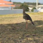 Terreno em condomínio à venda em Parque Ecoresidencial Fazenda Jequitibá, Sorocaba, SP