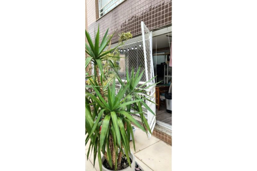 Apartamento à venda com 2 quartos, sendo 1 suíte, em Parada Inglesa, São Paulo, SP