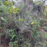 Terreno à venda em Samambaia, Mairiporã, SP