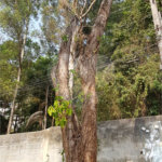 Terreno à venda em Tucuruvi, São Paulo, SP