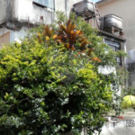 Terreno à venda com 1 suíte em Vila Nivi, São Paulo, SP