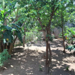 Casa Térrea à venda com 5 quartos, sendo 1 suíte, em Mandaqui, São Paulo, SP