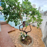 Casa à venda com 2 quartos em Jardim Vergueiro, Sorocaba, SP
