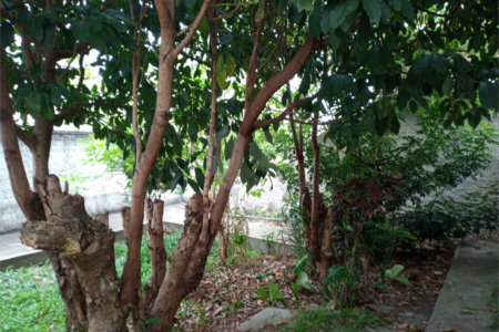 Sobrado à venda com 3 quartos em Vila Maria Alta, São Paulo, SP