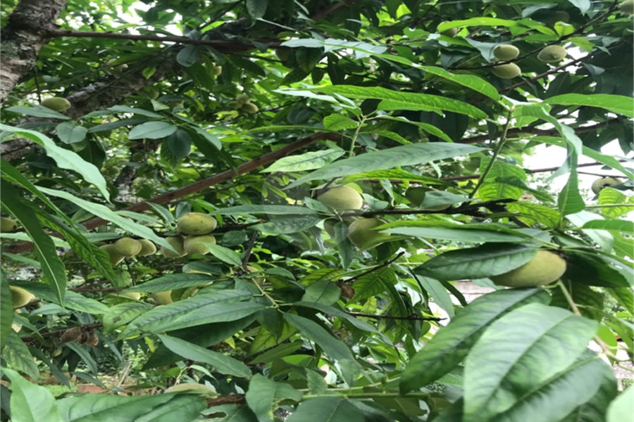 Sobrado à venda com 3 suítes em Serra da Cantareira, Mairiporã, SP
