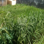 Terreno à venda em Tremembé, São Paulo, SP