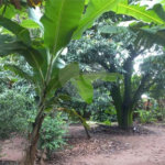 Chácara para venda na cidade de Ibaté/SP