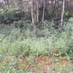 Terreno à venda em Serra da Cantareira, Mairiporã, SP