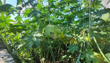Terreno à venda em Nova Cerejeira, Atibaia, SP