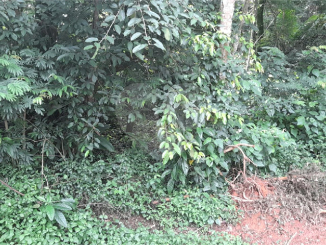 Terreno à venda em Roseira, Mairiporã, SP