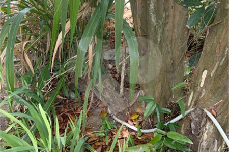Casa em condomínio para alugar com 4 suítes em Bosque de Geribá, Armação dos Búzios, RJ